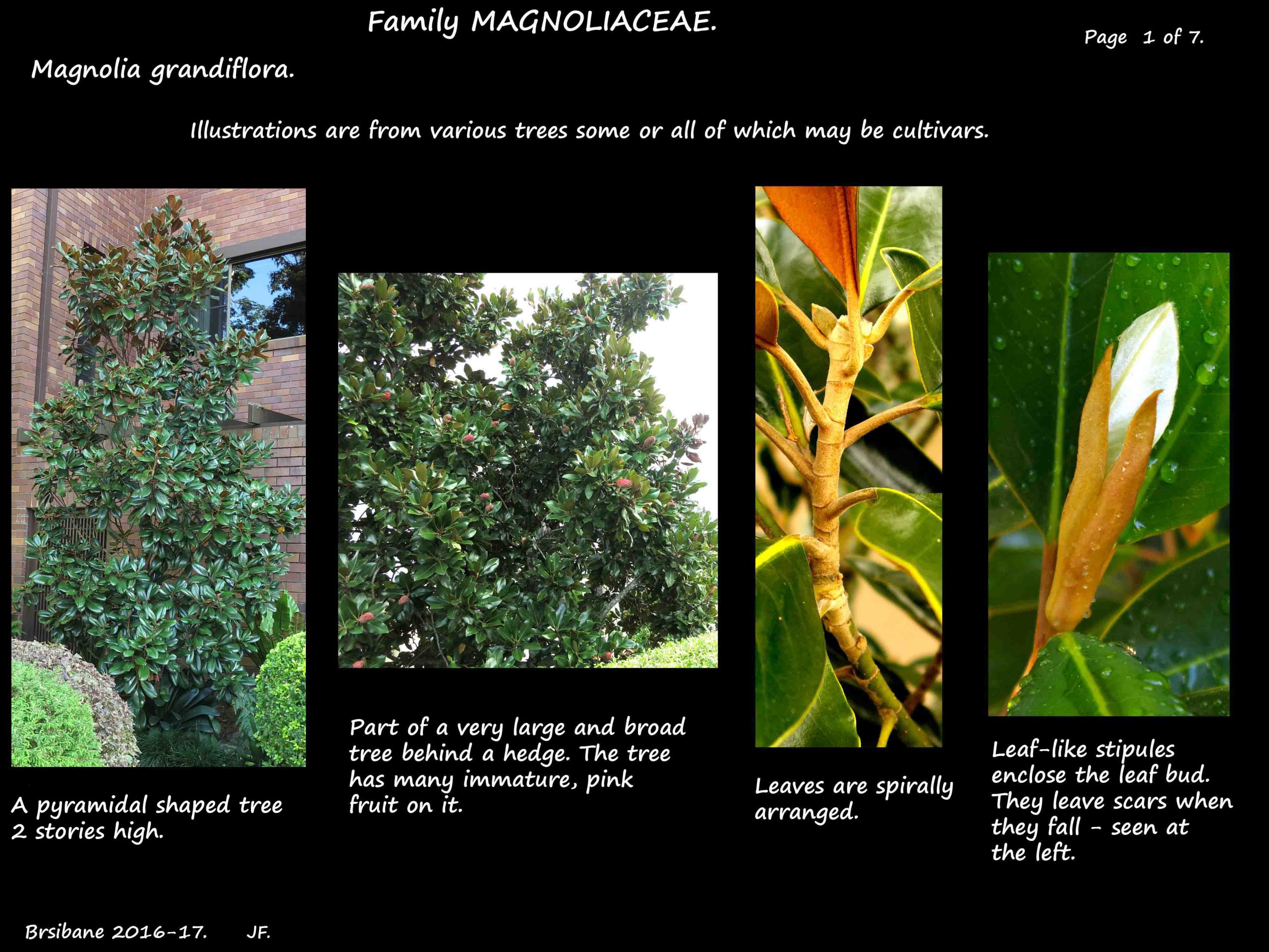 1 Magnolia grandiflora trees & stipules
